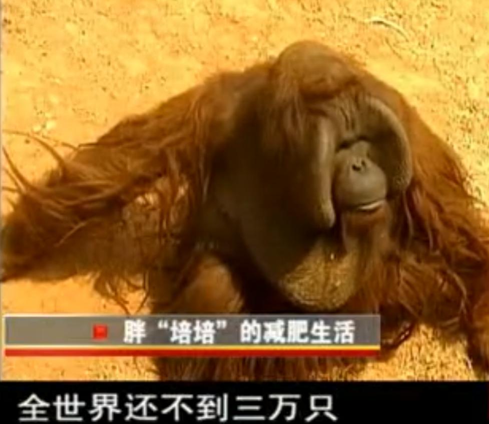 动物园大猩猩健身,大猩猩吃东西变瘦