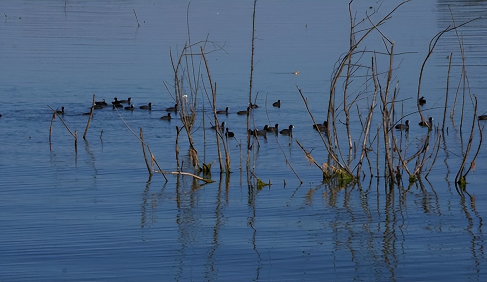清水绿岸,清水绿岸鱼翔浅底