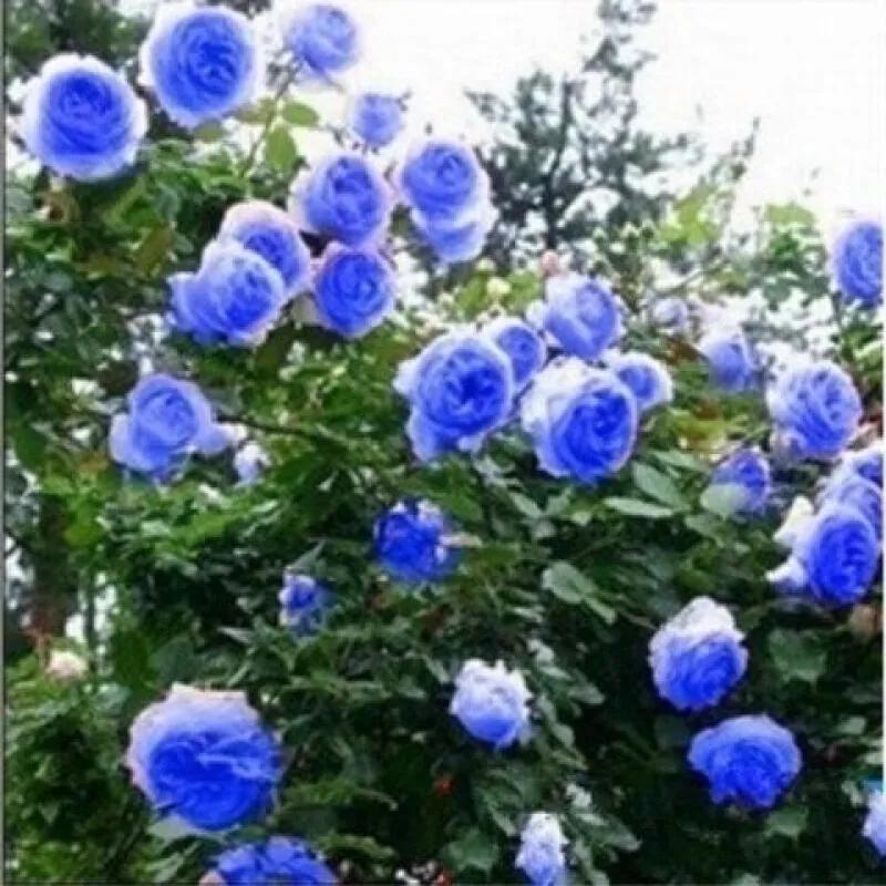 蓝色妖姬代表什么,蓝色妖姬于荣光版