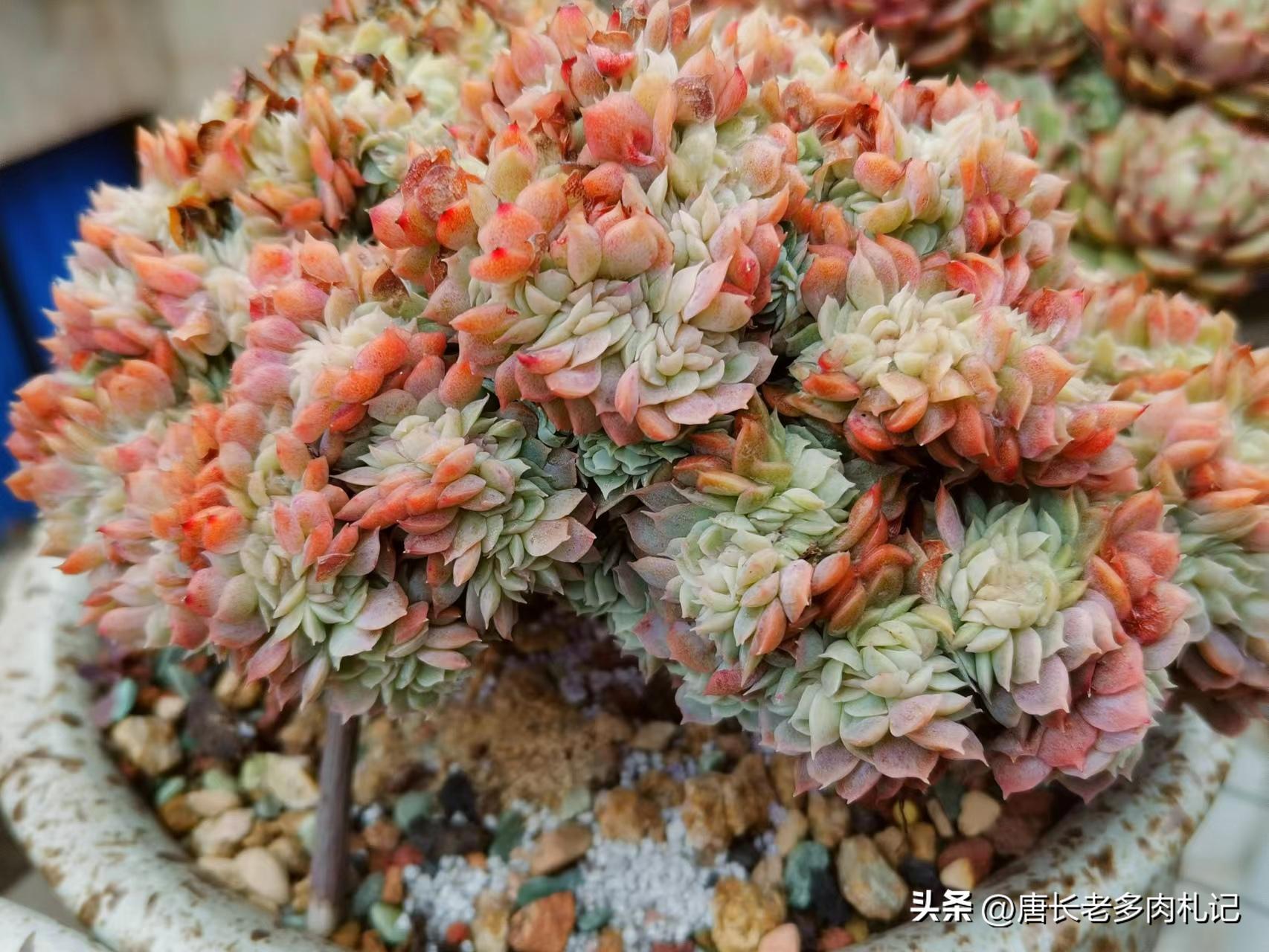 叶插的多肉长得和母本一样吗,叶插多肉要多大才干掉母叶