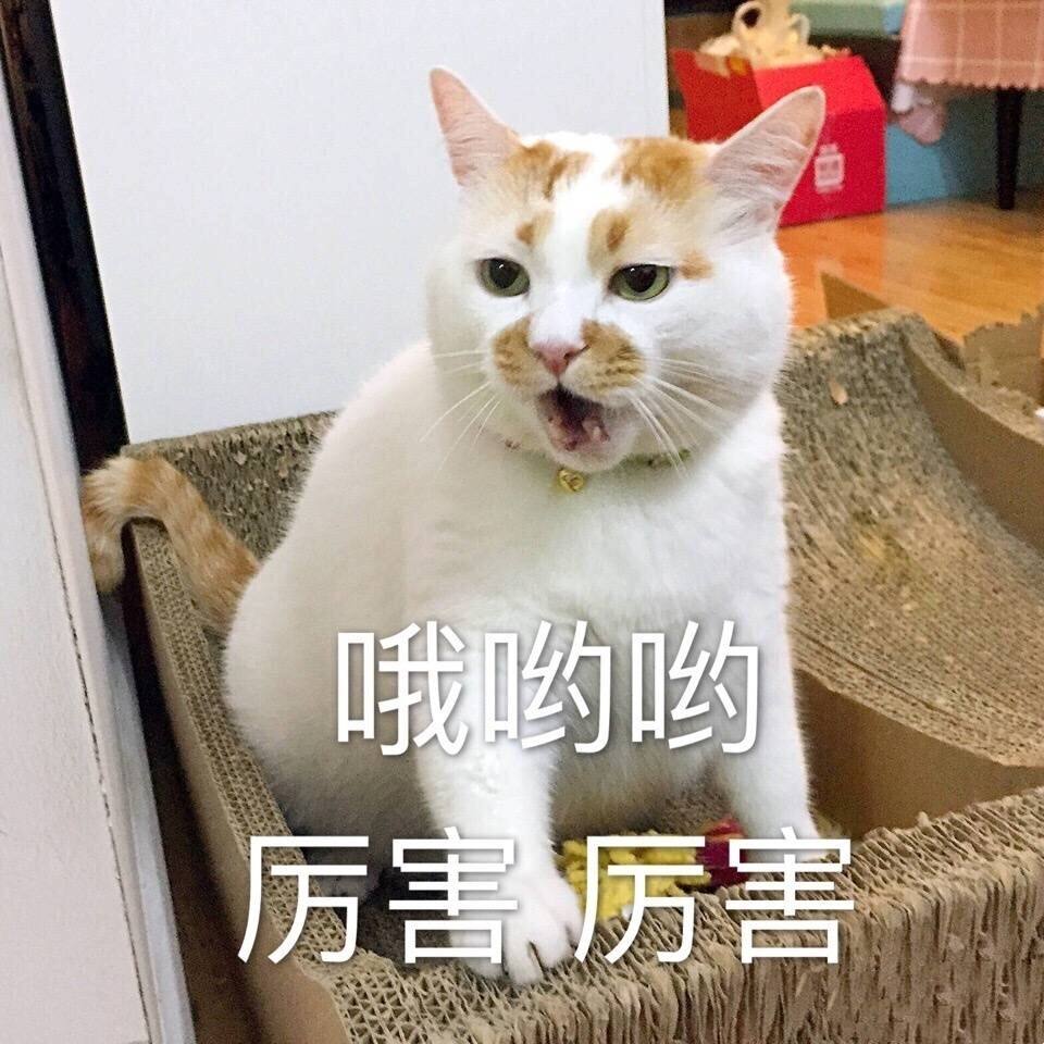 最不建议养的10种猫,最不建议养的5种猫