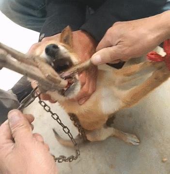 路遇恶犬应该如何自救,遇恶狗攻击保命妙招