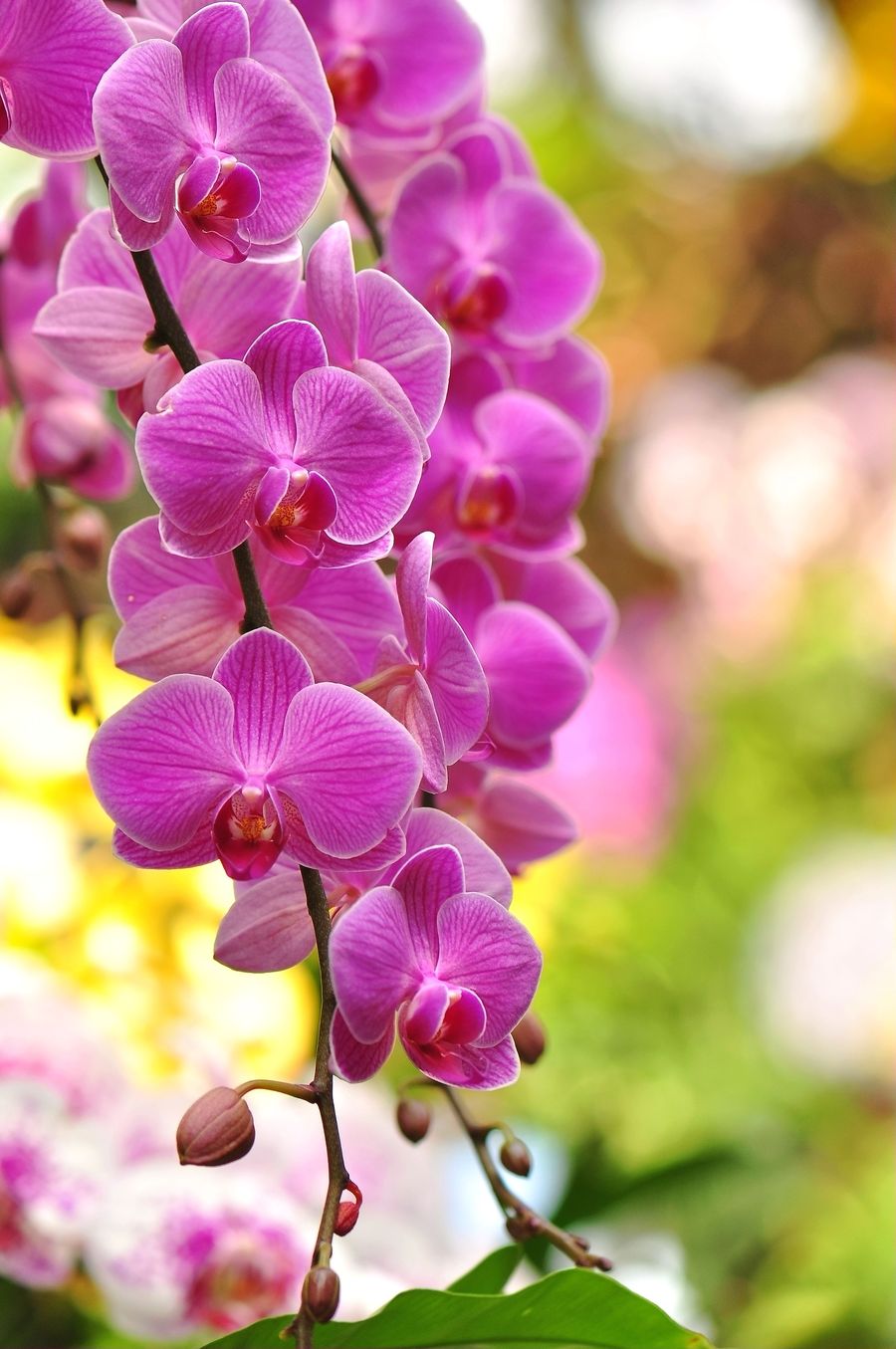 6种年宵花现在买最省钱,年宵花怎么养才旺财