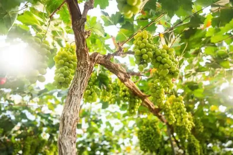 书亦新品最新消息,书亦新品发布会