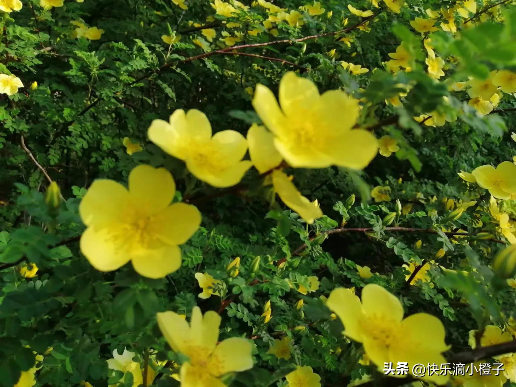 布丁的前世今生