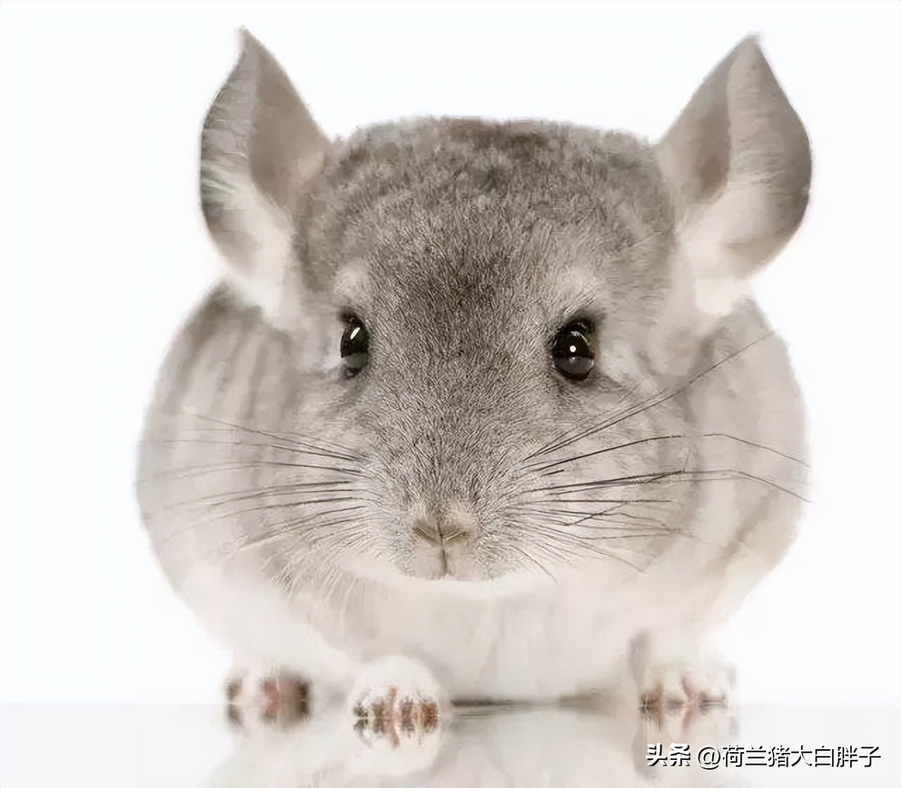 养龙猫的十大坏处,宠物龙猫好养么视频播放