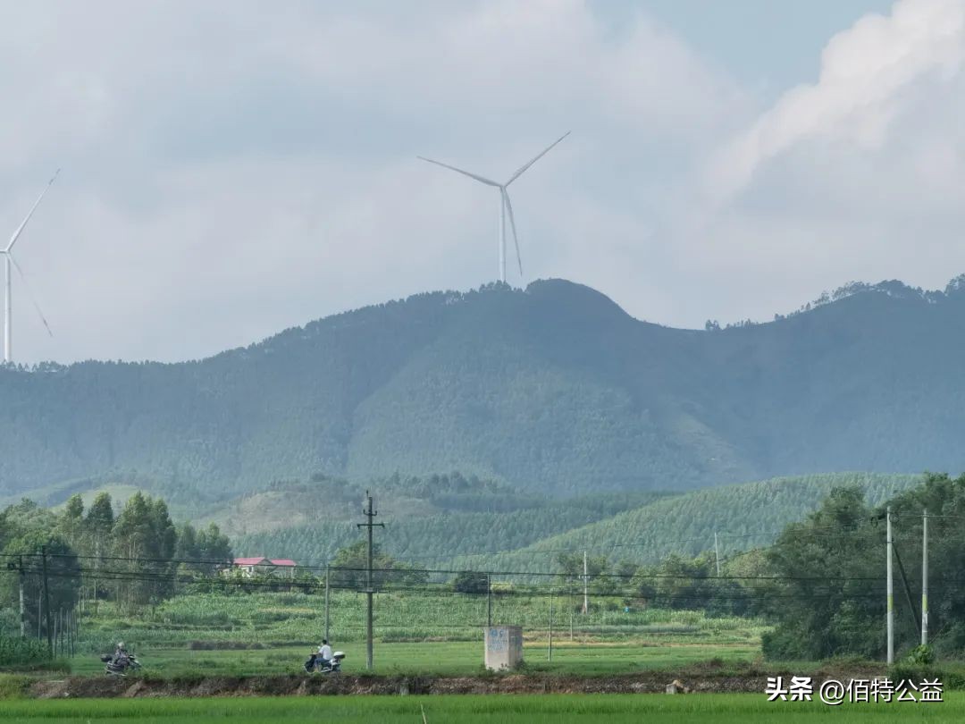 多年后，那群在龙眼树下玩耍的孩子们还好吗
