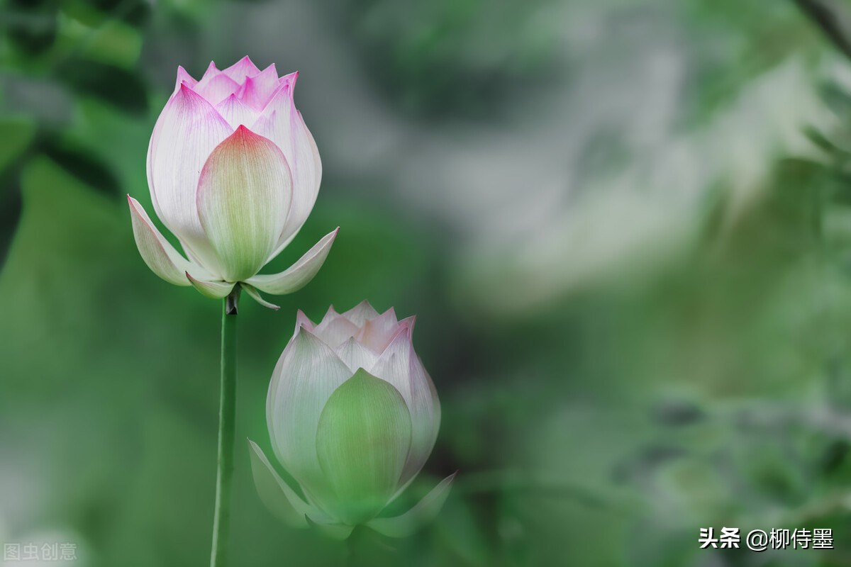 怎么拍出水墨意境摄影,怎样拍好荷花人像摄影