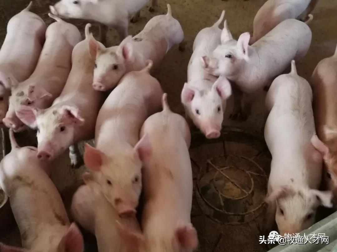 三个月不发工资的企业还有前途吗,3个月不发工资是老板没钱