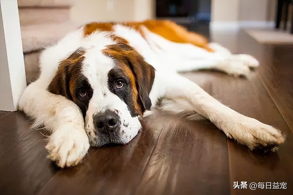 狗狗饮水禁忌多5大禁忌绝不能犯,给狗狗喝水的3大误区