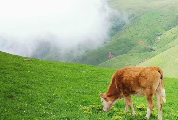 史上大理最全小众攻略,云南大理值得去的地方攻略游记