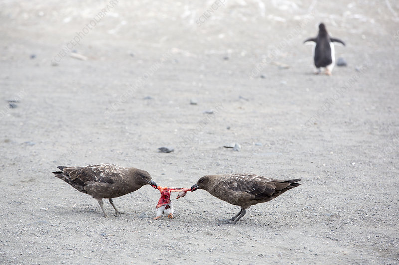 老鹰捕杀大鸟视频,老鹰吃鸟记录