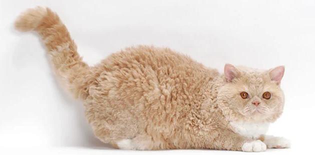 罕见的十大名猫品种有哪些,最受欢迎的十个猫品种