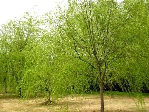 河柳拼音,河柳图