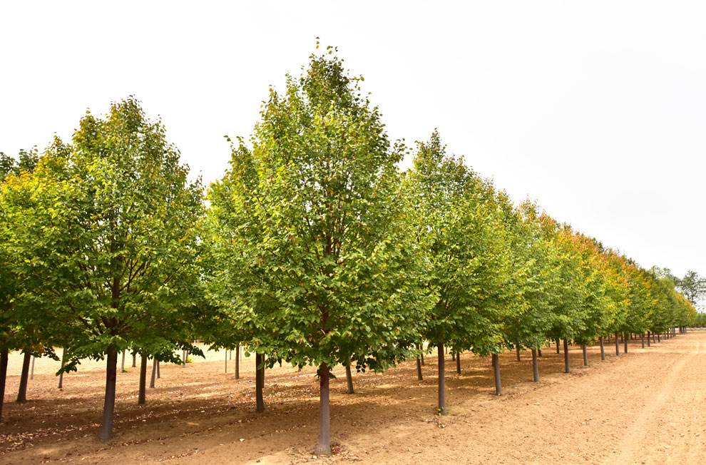 50亩山地种什么经济效益好,山东适合种的水果树种植