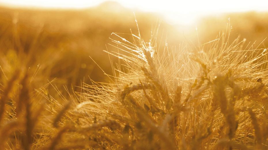 格兰杰单一麦芽威士忌多少钱一瓶,格兰杰10高地单一麦芽威士忌