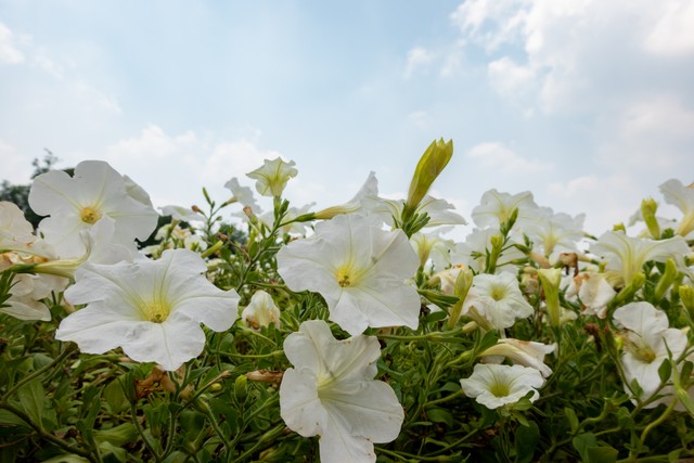 往事不会如风，但也不会再扰心了