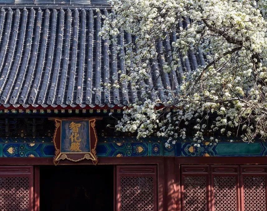 关于春的古诗词大全100首,100首关于春的古诗词美到令人窒息