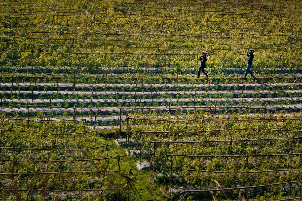 自由贸易协定：东盟的选择