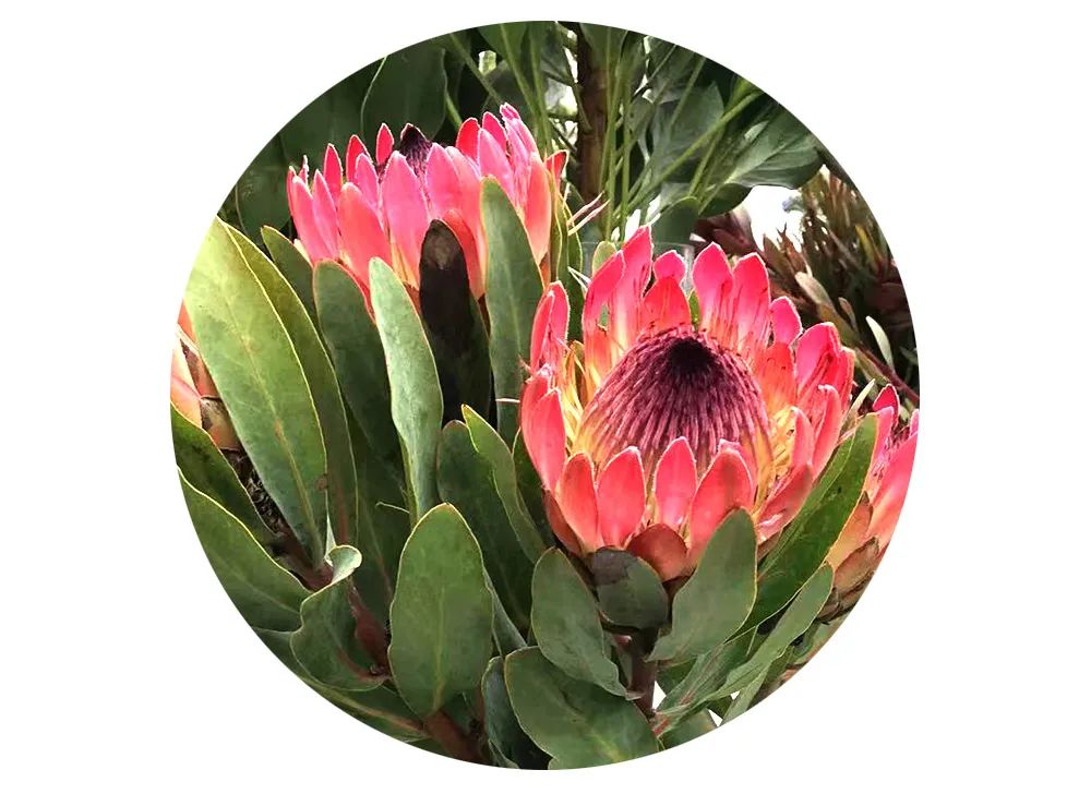 最美邂逅：百合博览园里美不胜收的名贵之花