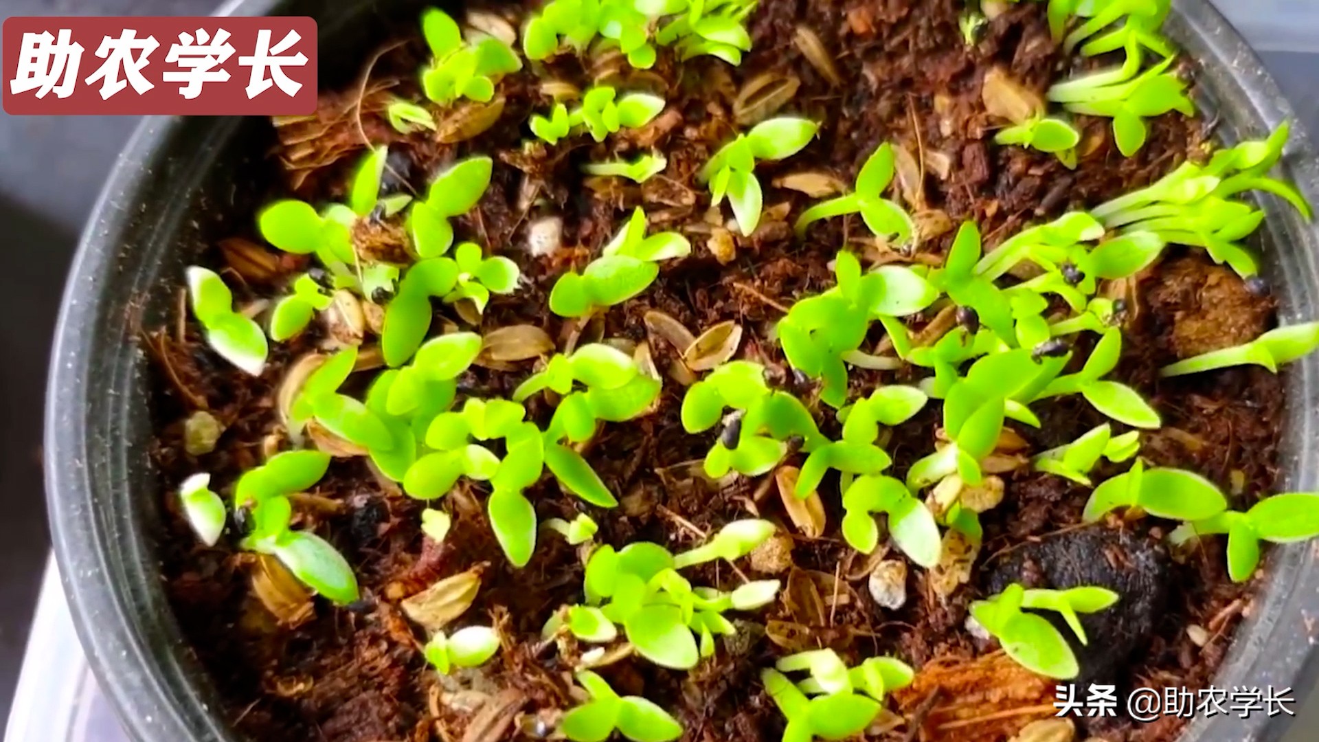 火龙果种子种植到结果的技术方法,如何培育火龙果又大又甜