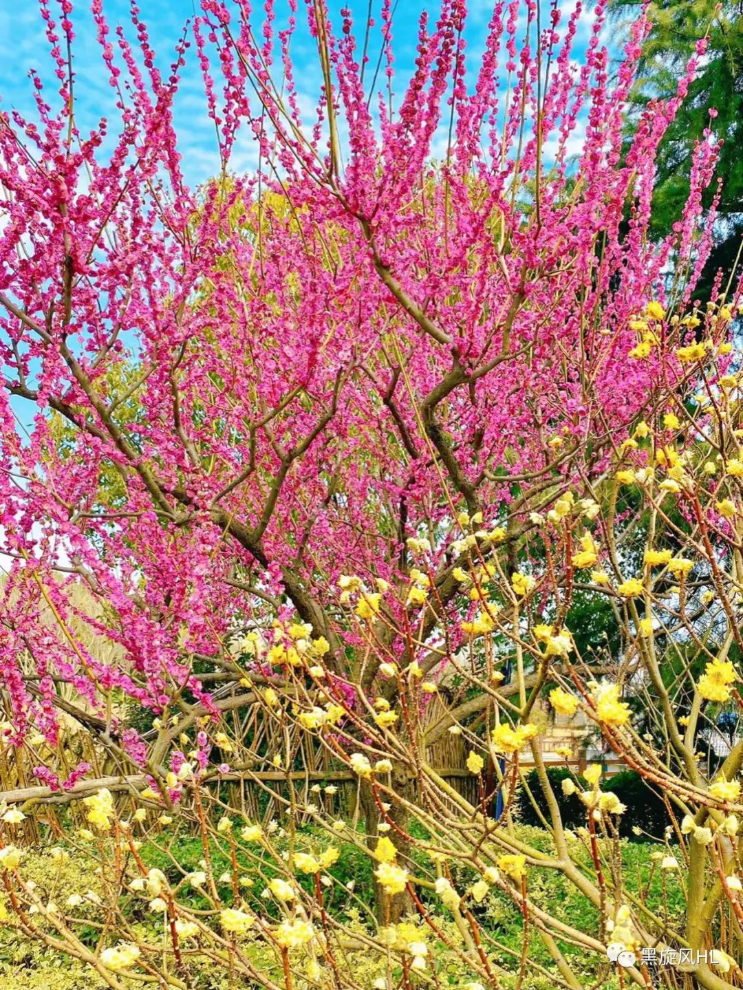 上海莘庄赏梅,新年莘庄梅园赏梅