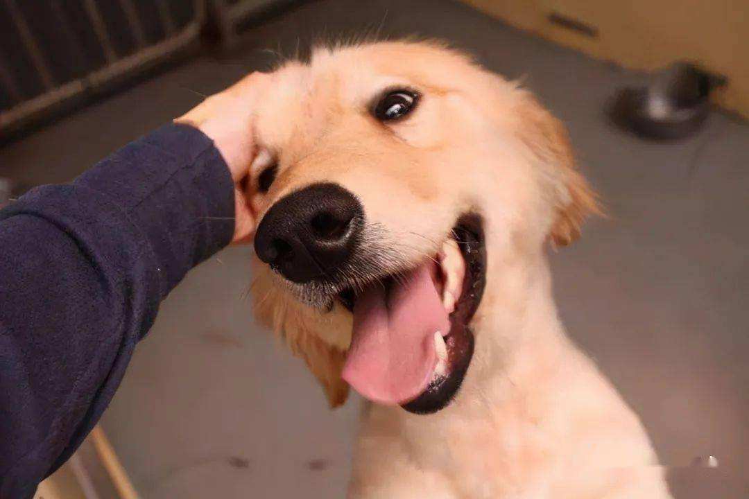 狗的神奇开关是什么,狗上面的神奇开关