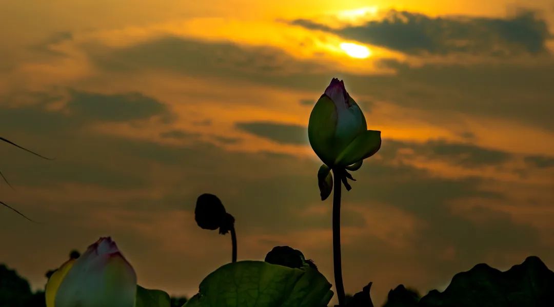 微山湖旅游攻略秋季,冬季微山湖旅游景区攻略