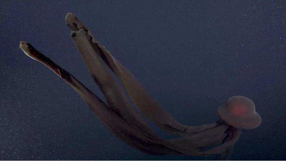 深海生物冥河水母,海底有多恐怖冥河水母