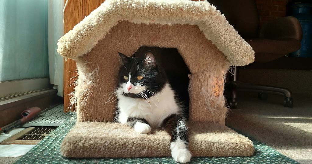 狗屋设计尺寸,如何打造一个8平方米的狗屋