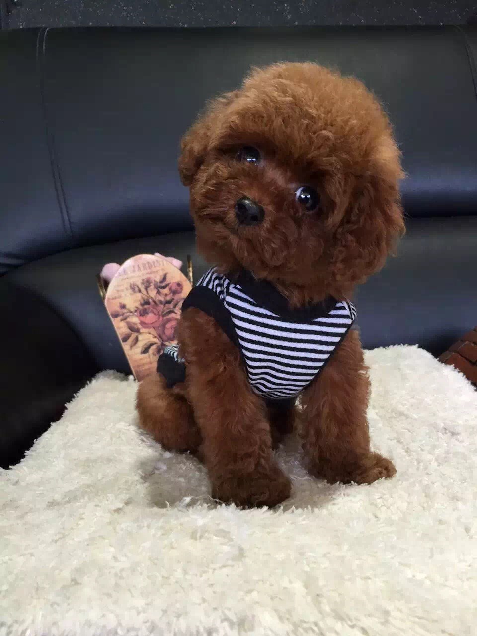 可爱的泰迪聪明,可爱的泰迪灰色