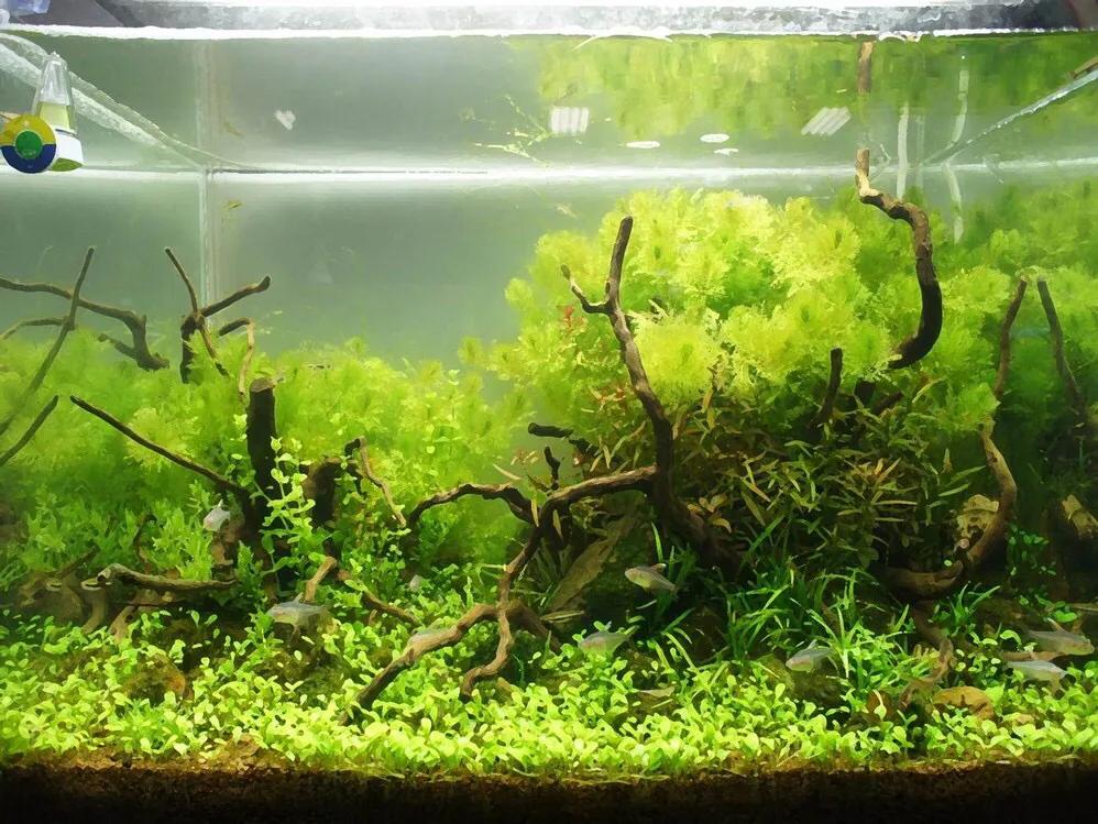 缸起藻了怎么办,缸里长丝藻怎么处理