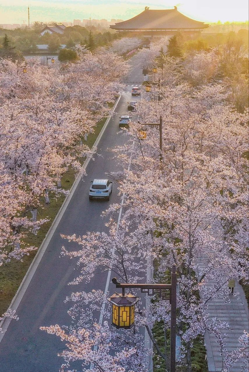 日本赏樱的小众景点,必去热门赏樱圣地
