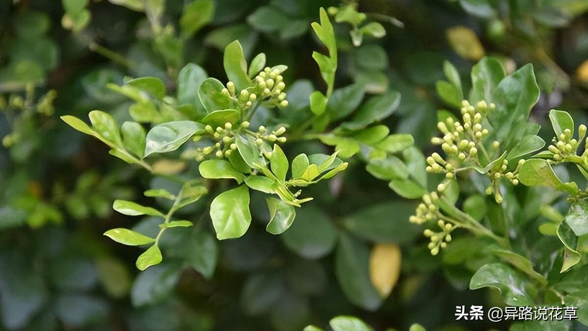 七里香：七里香歌好听，名字也很美，花语动人，花朵更“惊艳”