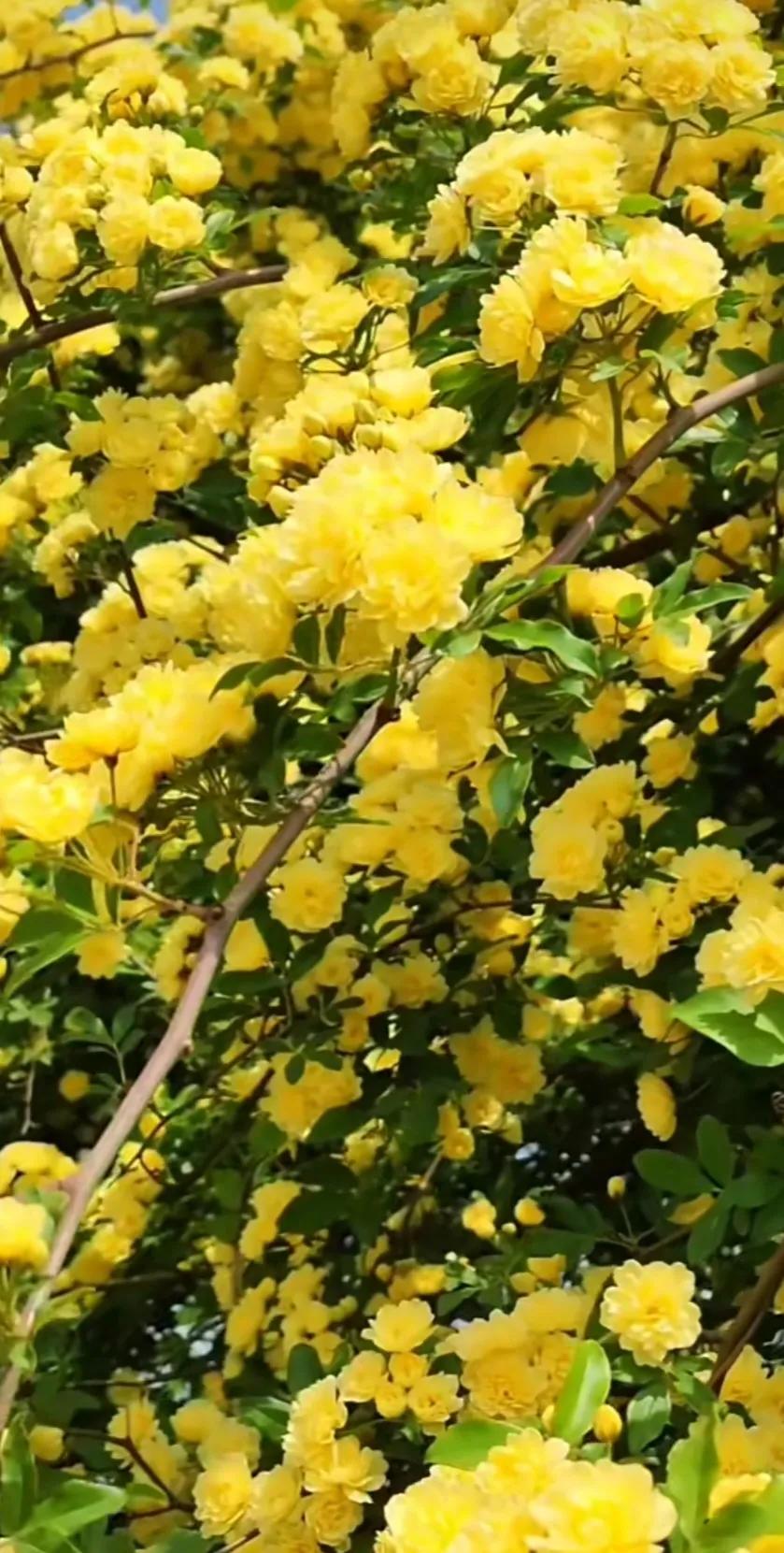 黄木香花的图片大全欣赏,怡人木香花图片欣赏