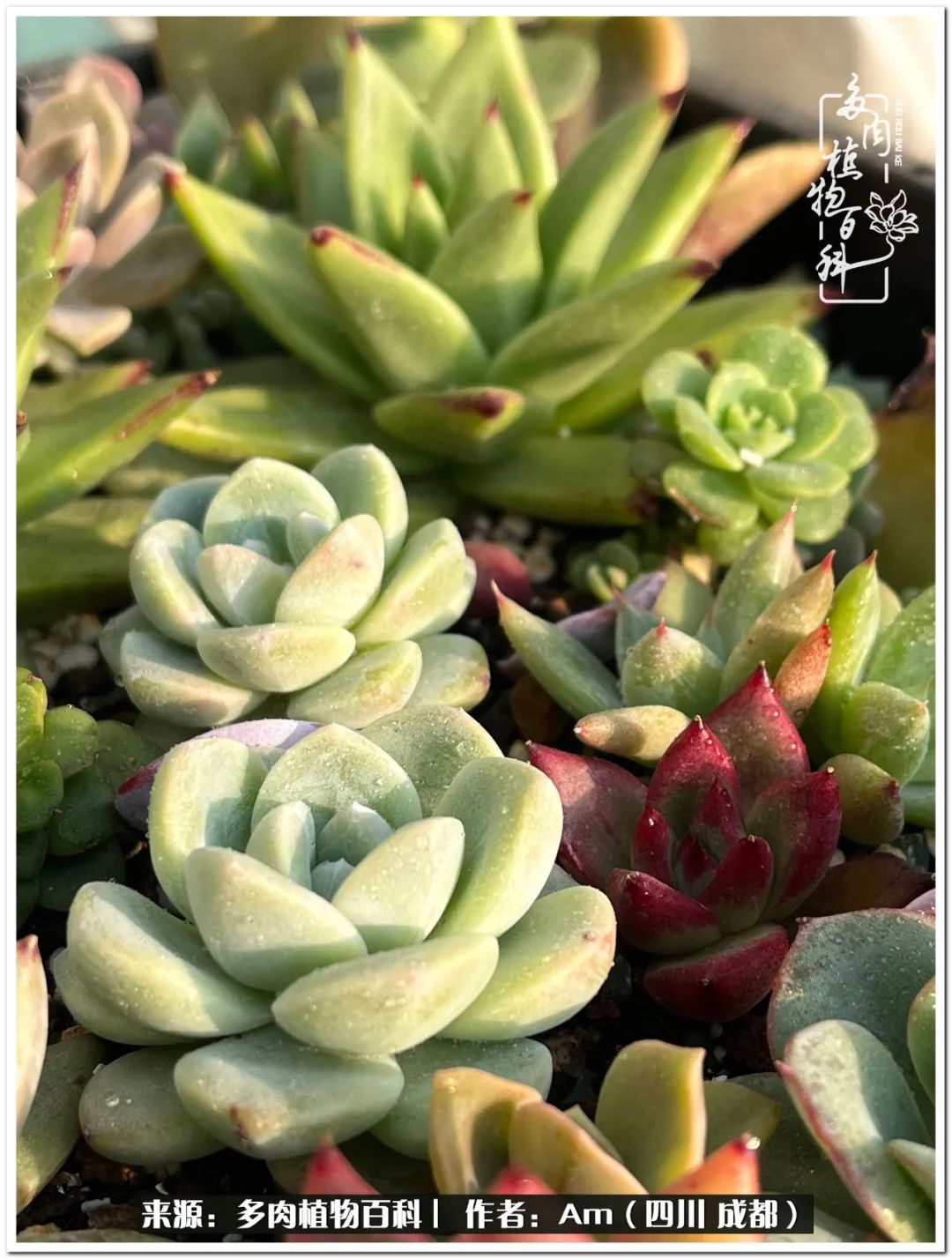 多肉小盆友生活多姿多彩,多肉小精灵福享不停