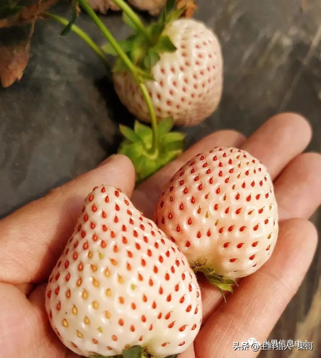 最好吃的白草莓品种前十名,好吃实惠的草莓品种有哪些