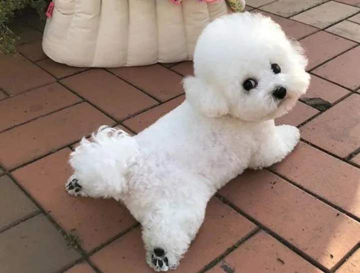 养比熊犬的缺点和优点,适合养比熊犬的人都具备这些特征