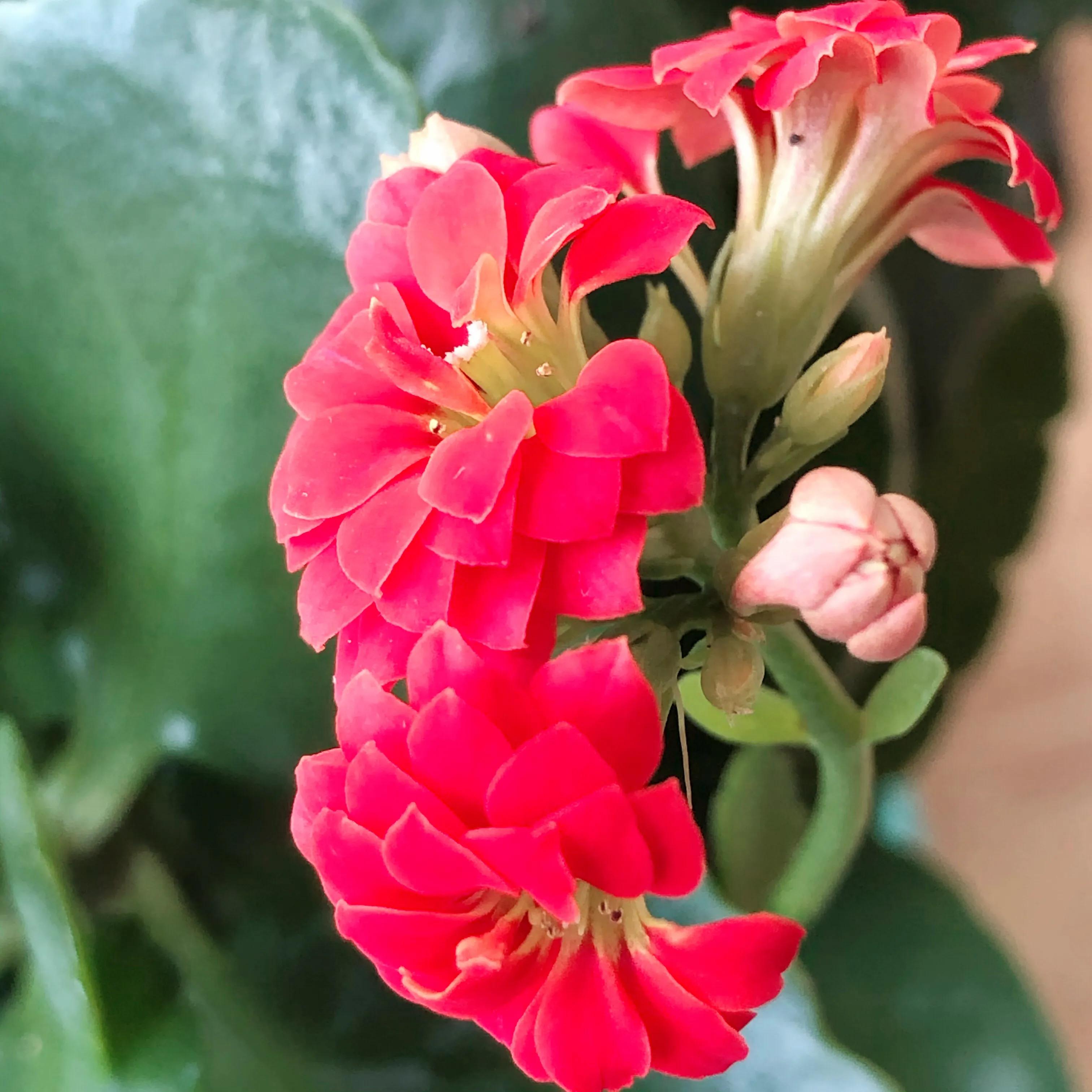 家里养什么花儿好养活,家里养的花儿图片