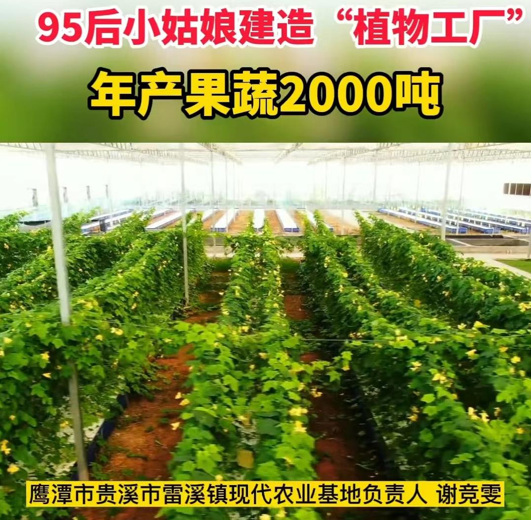 95后姑娘建占地43亩“植物工厂”，1亩发挥5亩效益，年产20000吨