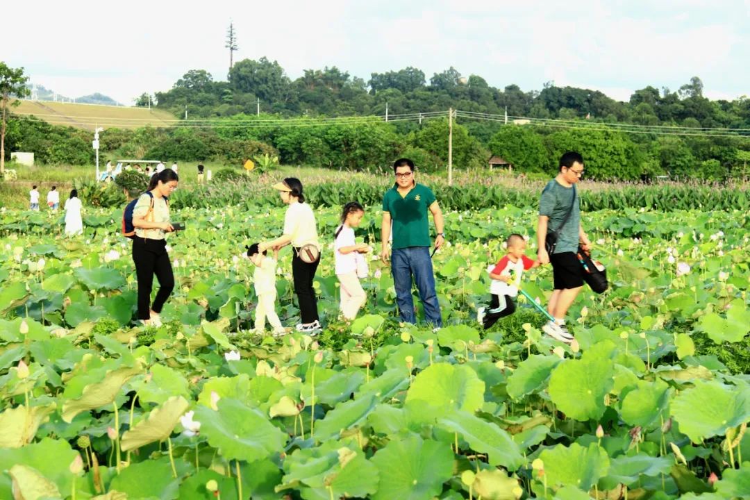 深圳光明城到香港一日游最佳攻略,港车北上国内自驾游视频