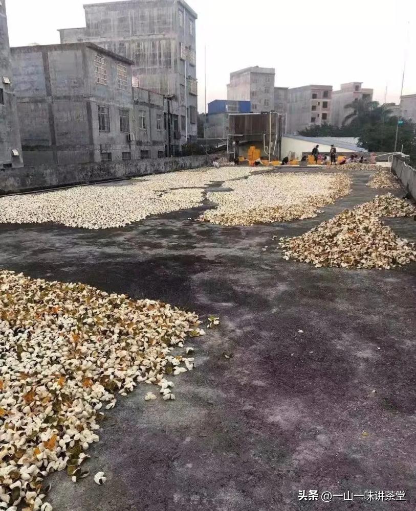 新会陈皮的产地有何特点,新会陈皮产区实地视频