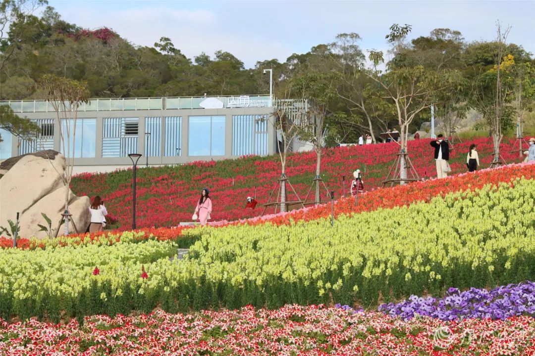 厦门十大最美花海,盘点厦门最美花海的地方