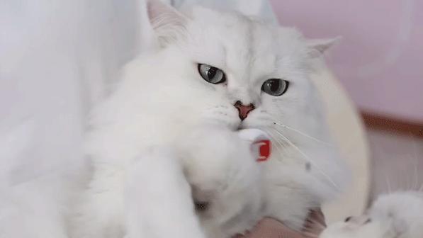 什么样的猫最好养又吉祥,什么猫好养比较聪明旺财