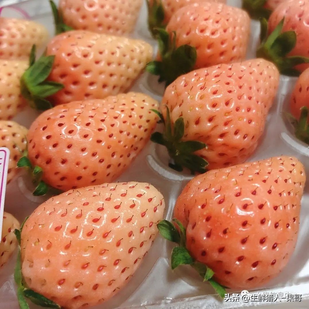 最好吃的白草莓品种前十名,好吃实惠的草莓品种有哪些