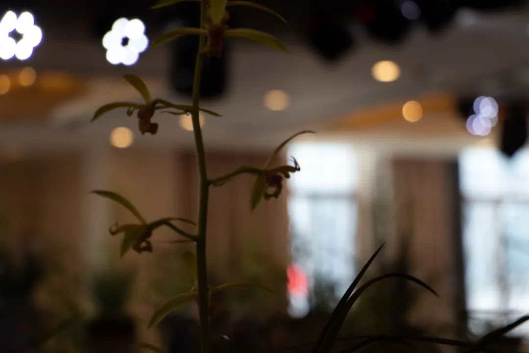 新手盆栽兰花最好选择哪些品种,适合家养的兰花品种有哪些盆栽