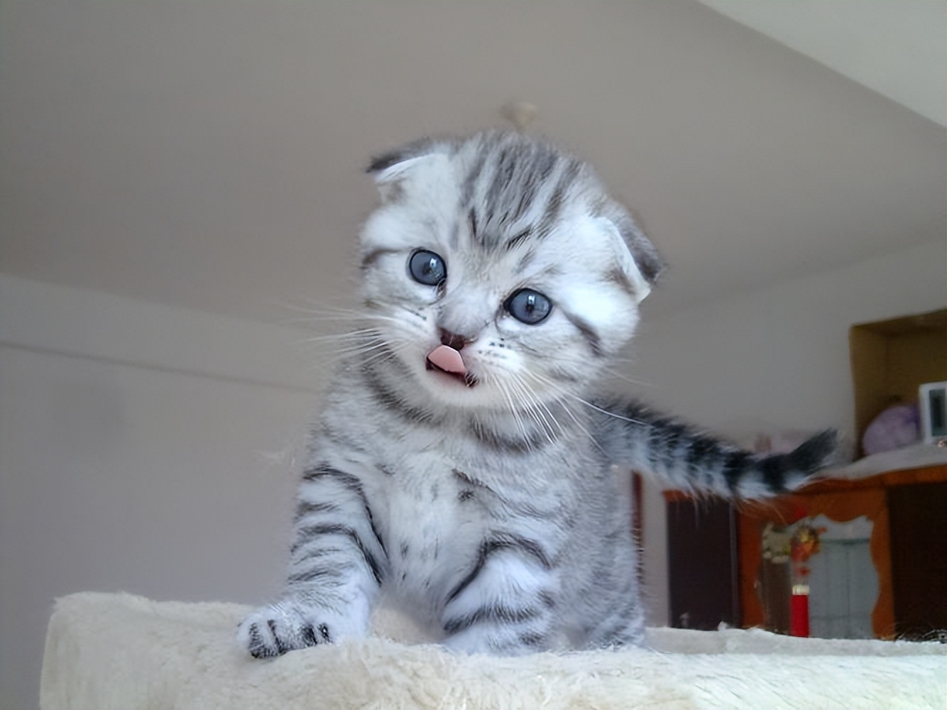 这几种猫真的不值得买越养越心累,千万别养的三种猫