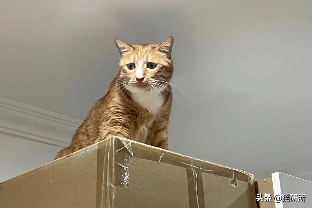 猫咪流泪有眼屎该吃什么药,猫咪有红褐色的眼屎正常吗