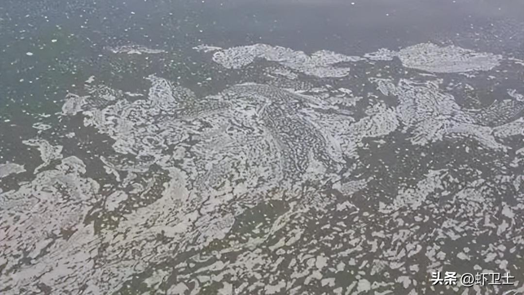 虾塘底部发黑是什么原因,虾塘里的水分层是什么原因