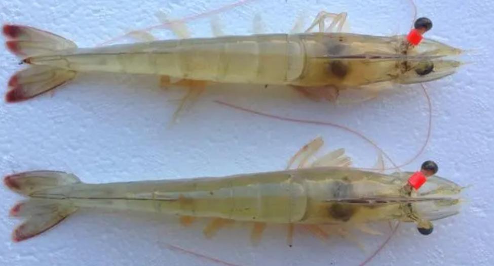 对虾养殖的碳氮磷比,对虾溶氧与产量的关系